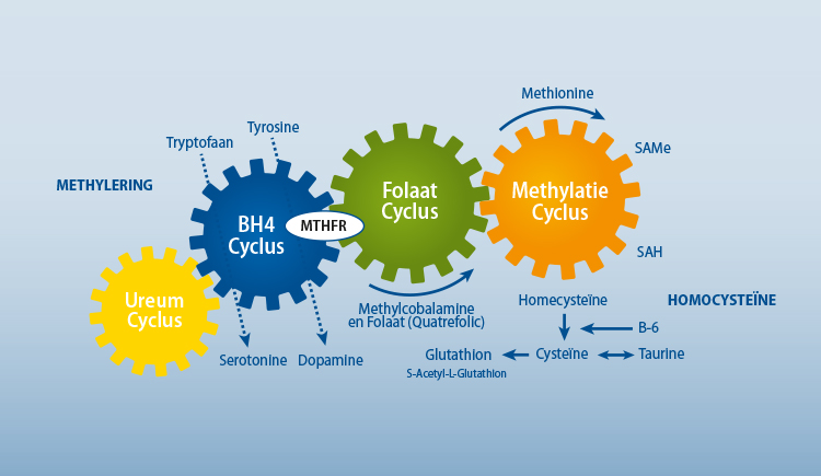 gas gewoontjes radicaal B12 tekort en de methylering - SOHF