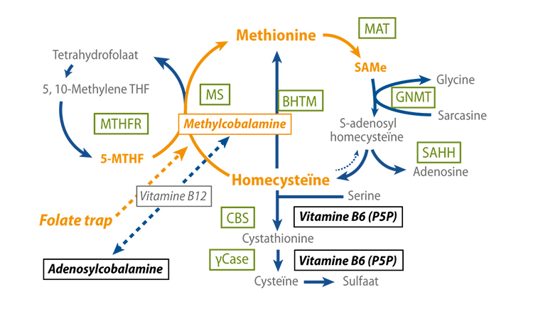 gas gewoontjes radicaal B12 tekort en de methylering - SOHF